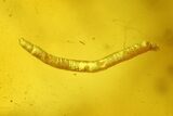 Fossil Larvae, Fungus, and a Fly in Baltic Amber #207542-2